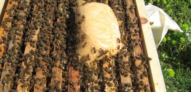 arıya arı keki ne zaman verilir?