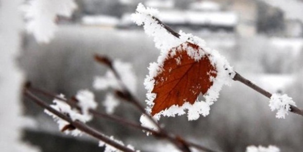 Ordu'da zirai don riskine dikkat edilmeli