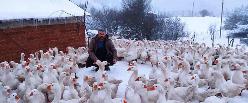 Ordu yaylaları kazlarla şenlendi 60cm karda kaz yetiştiriciliği yapıyor