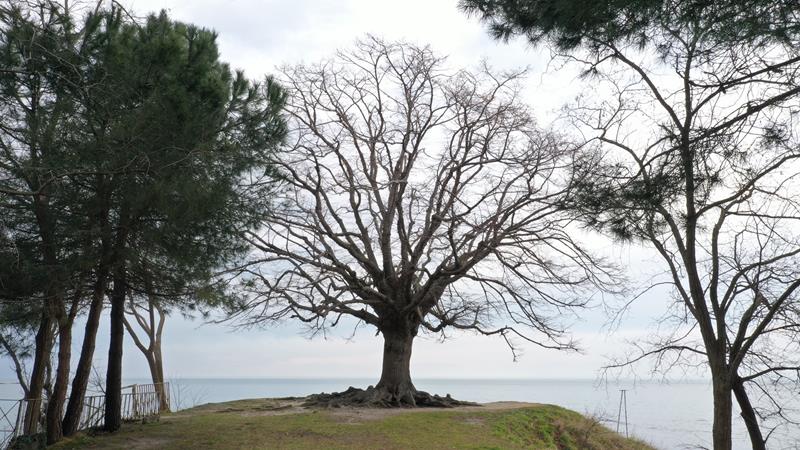 140 Yıllık Ihlamır Ağacı “Anıt Ağaç” Oldu