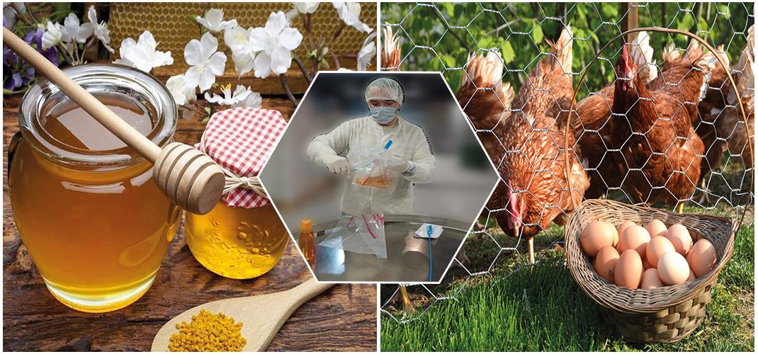 Ordu'da hayvan ve hayvansal ürün tesislerinde numune alımı yapılıyor