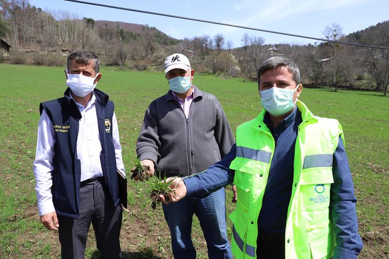 Ordu'da Siyez Buğdayında rekor
