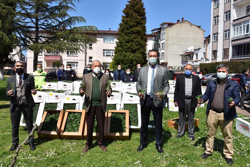 Ordu Büyükşehir Belediyesi 150 bin adet yazlık sebze fidesi dağıttı