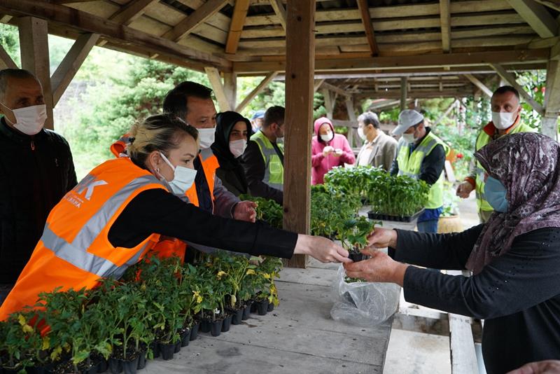 Çiftçi tarlasında Altınordu Belediyesi çiftçilerin yanında