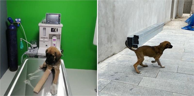 Araba çarpan yavru patiye başarılı operasyon