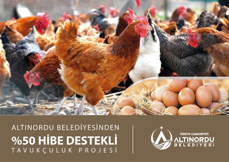Altınordu Belediyesi yüzde 50 hibe destekli 20 bin tavuk dağıtılacak