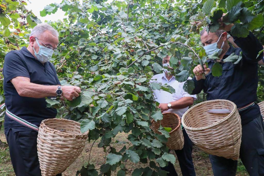 Başkan Güler ve Vali Sonel fındık hasadını başlattı
