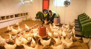 Yumurta pazarında Altınordu markası