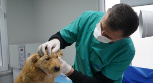 Ünye’de kısırlaştırma merkezi kuruldu