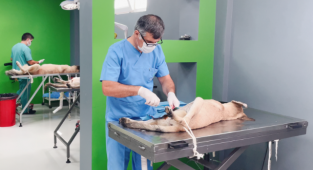 Hayvan hastanesinde 12 bin 658 can yaşama tutundu