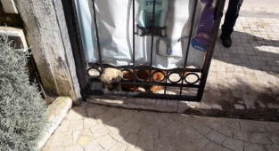 Kafası demir kapıya sıkışan yavru köpek kurtarıldı