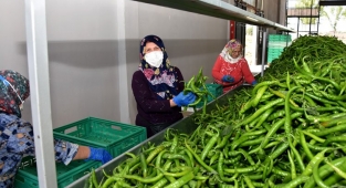 Migros, Bursa Yenişehirli üreticiden alım yapacak