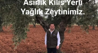 Güven Özdemir : Kilis yağlık zeytinin önemli