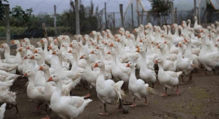 Kaz yetiştiriciliği Ordu’da yaygınlaşıyor