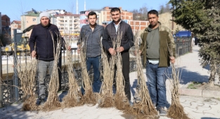 Ordu'da İpek Böcekçiliği yaygınlaşıyor
