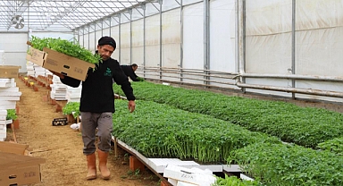 Ordu'da 150 bin sebze fidesi dağıtıldı