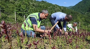 Ordu’da Salep Hasadı başladı
