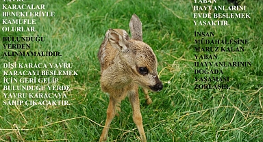 Karaca Yavruları hakkında bilgilendirme duyurusu