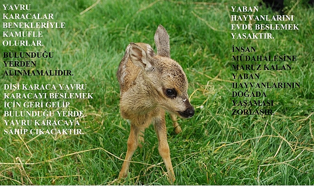 Karaca Yavruları hakkında bilgilendirme duyurusu