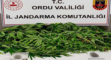 Ordu'da 207 kök kenevir ele geçirildi