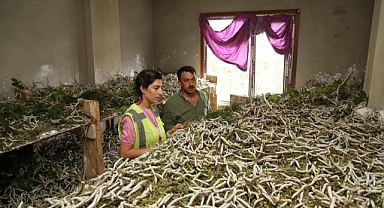 Ordu’da ipek böcekçiliğine olan ilgi arttı