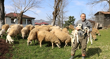 Ordu’nun bereketli toprakları hayvancılıkla iddialı bir hale geliyor