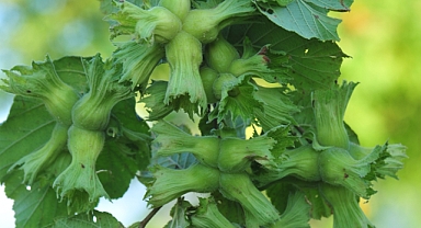 Ferrero Fındık’tan fındık hasat dönemi için tarımsal uygulama önerileri