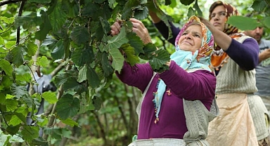 Ordu'da fındık toplama projesine rekor başvuru var