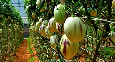 Ordu’ya yeni bir tarımsal ürün kazandırıldı! 