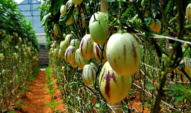 Ordu’ya yeni bir tarımsal ürün kazandırıldı!