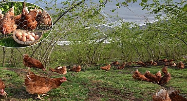 Fındık Altı Yumurta Tavukçuluğuna hibe desteği !