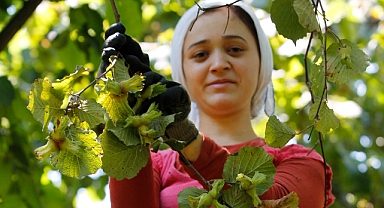 Fındık toplama için 6 bin 452 işçi, 1486 bahçe sahibi başvuruda bulundu