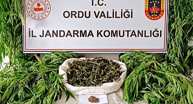 Ordu'da esrar operasyonu