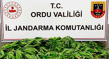 Ordu'da uyuşturu operasyonu