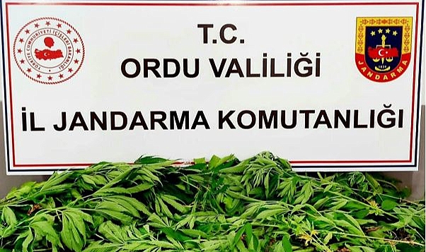 Ordu'da uyuşturu operasyonu