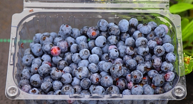 Ordu Mavi Yemişte iddialı 