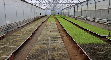 Ordu'da 2,5 milyon adet fide dağıtıldı 