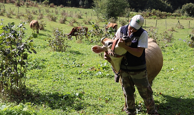 Ordu'da düşük maliyetle kaliteli süt