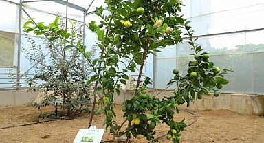 Ordu’da tropikal meyve yetiştiriciliği rağbet görüyor