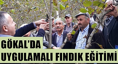 Tokat Erbaa fındık randımanıyla Ordu ile yarışıyor