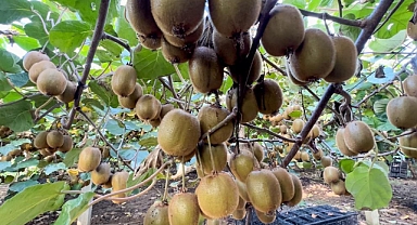 Ordu'da Kivi Hasadı başladı