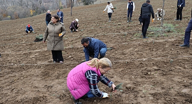 Ordu lavanta kokacak