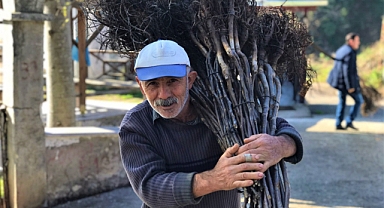 Altınordu'da 100 bin ceviz fidanı toprakla buluştu