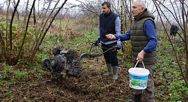 Fındık bahçelerinin altı yem deposu oluyor