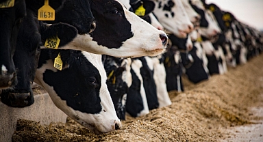 Kış aylarında buzağı bakımında dikkat edilmesi gerekenler