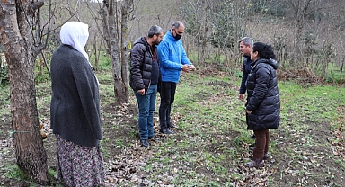 Ordu'da salep üretimi artıyor 