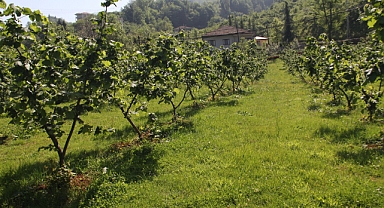 Üç üniversitenin yürüttüğü projeyle daha verimli fındık fidanları üretilecek