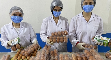 BAE’nin yumurtaları Ordu’dan