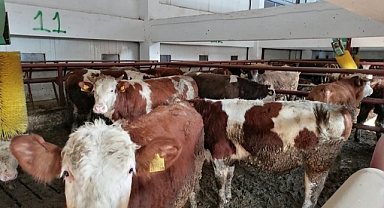 Ordu, tarım ve hayvancılıkta iddialı