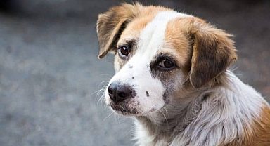 Hayvanını sokağa bırakan hapis cezası alabilir